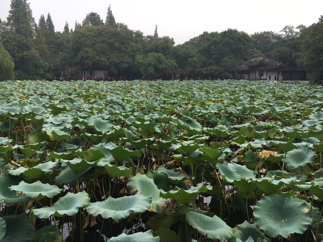 小荷尖尖角早露